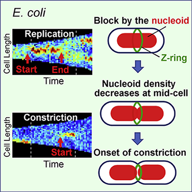 nucleoid block in e coli division