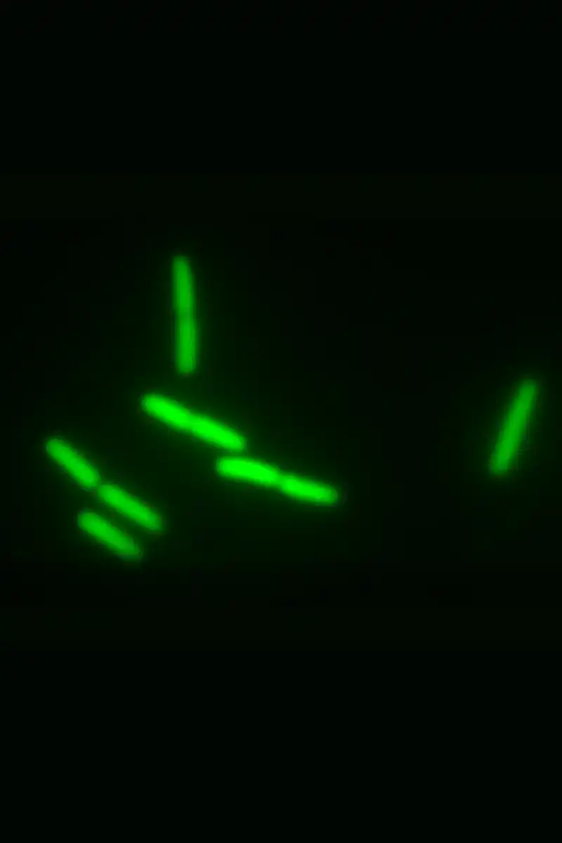 Biophysics image from Mannik Lab