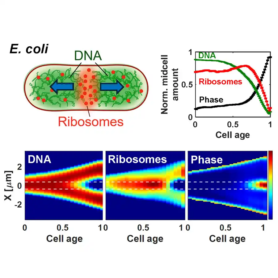 A graphic showing the evolution of chromosome separation in E. coli.